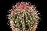 Ferocactus stainesii D. 15 € 20.00